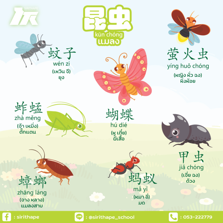 ภาษาจีนน่ารู้ หมวดแมลง EP:2 *ทุกวันพฤหัสบดี